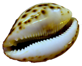 BARBUS Морская раковина ЦИПРЕЯ ТИГРИС