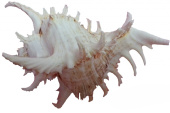 BARBUS Морская раковина Мурекс Рамозус, 25-30 см